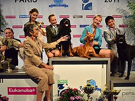chien �leveurs chiens photos